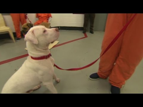 Inmates and dogs train and bond in jail