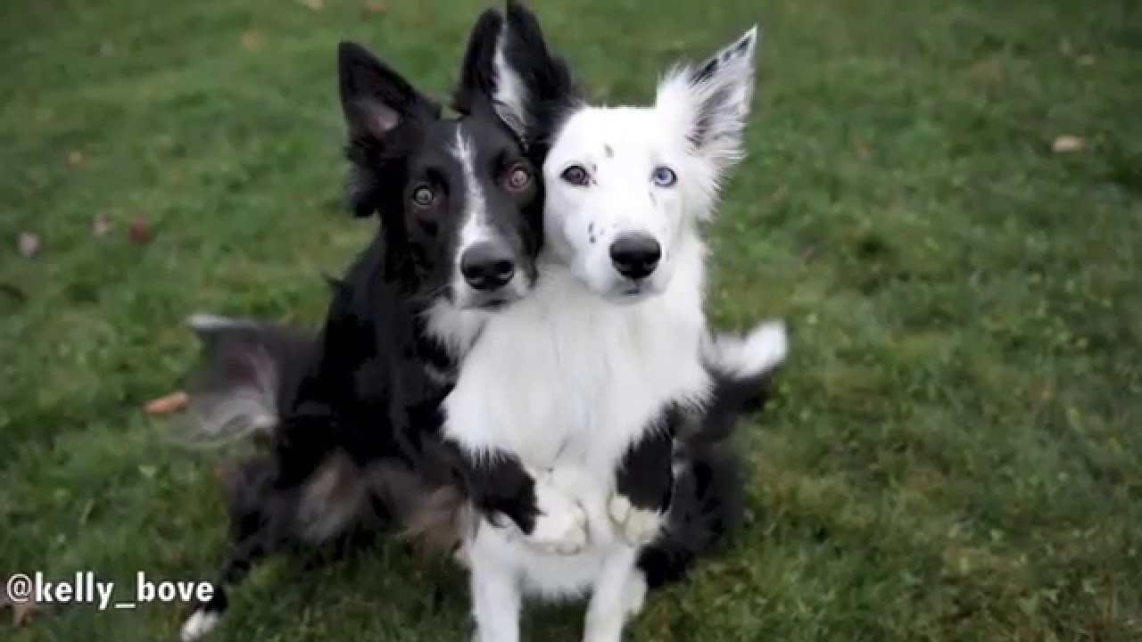 Dogs Posing for Pictures