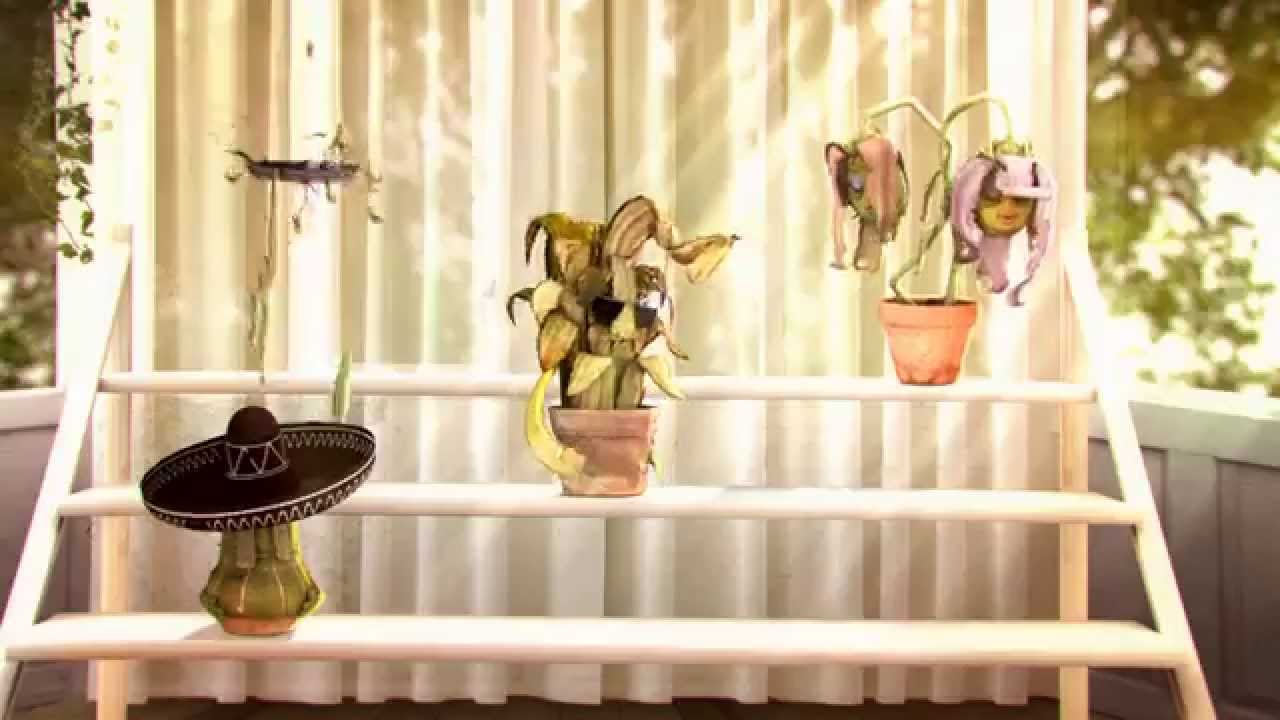 It's okay to throw a plant away