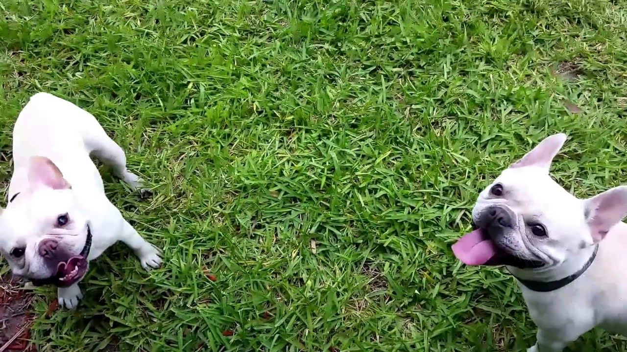 French Bulldogs - Chasing Balloons