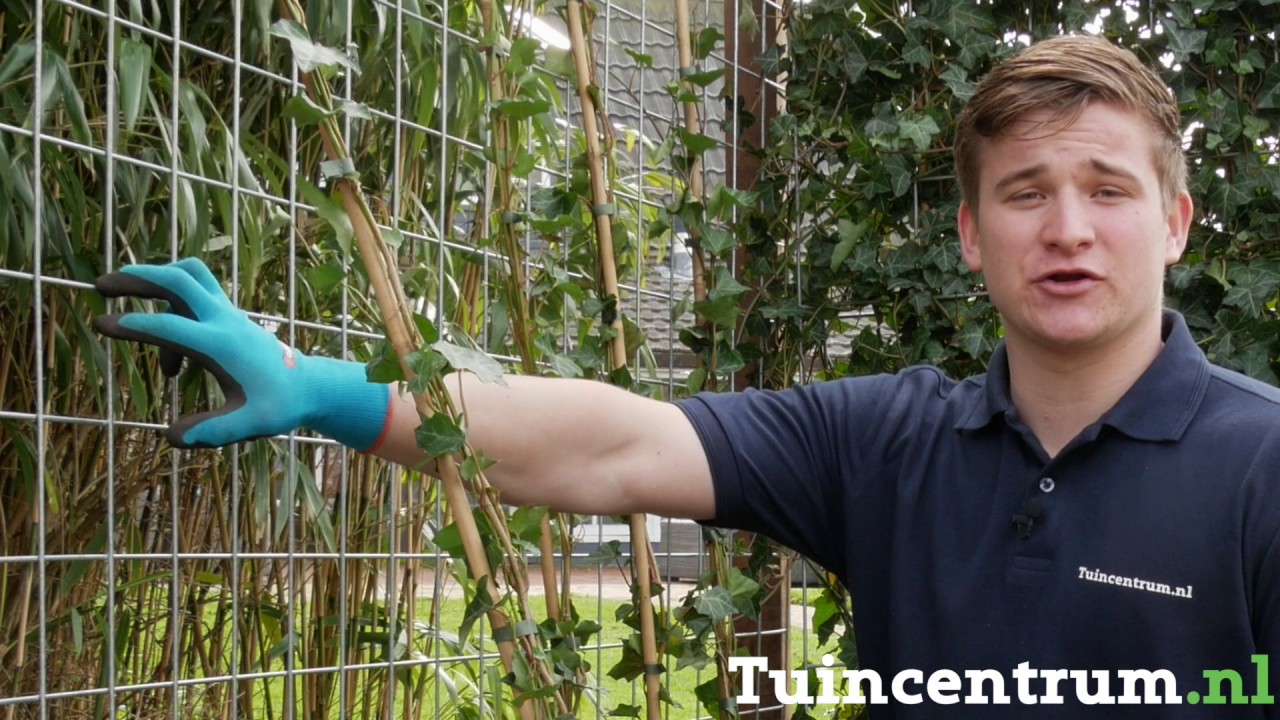 Klimop afscheiding maken