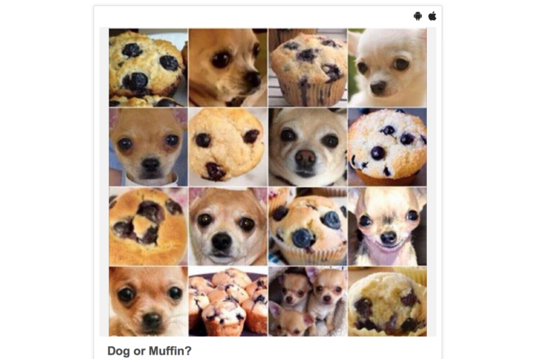 hond-of-muffin-kleine-fotootjes