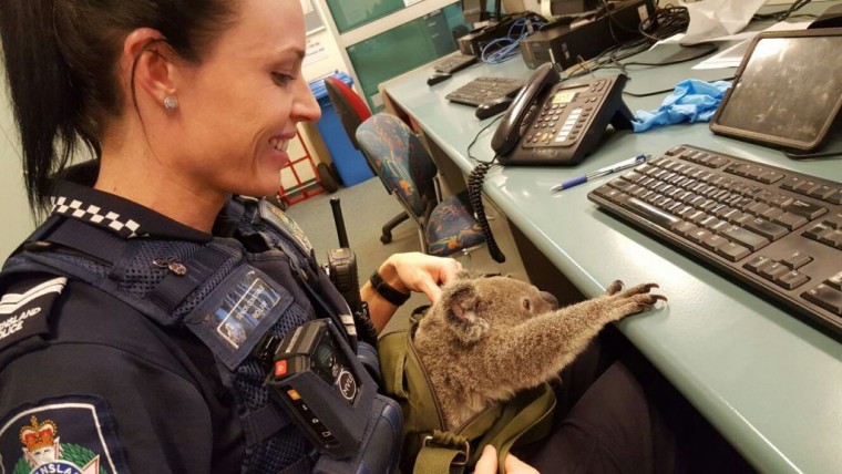 koala-aan-het-werk-bij-politie