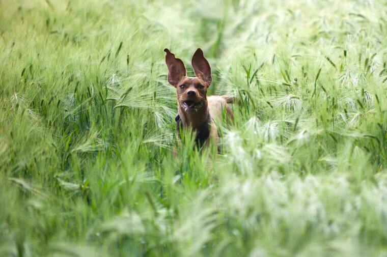 dog-in-the-barley-field-835690_1280