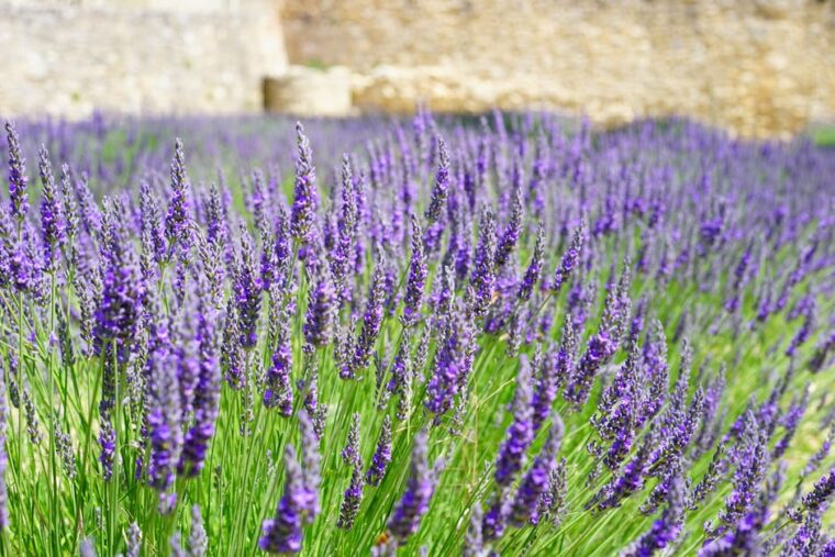 lavender-flowers-blue-lavender-field-159445