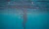 Oehlala! Gordon Ramsay plaatst zwembroekfoto op Instagram en mensen weten niet wat ze zien