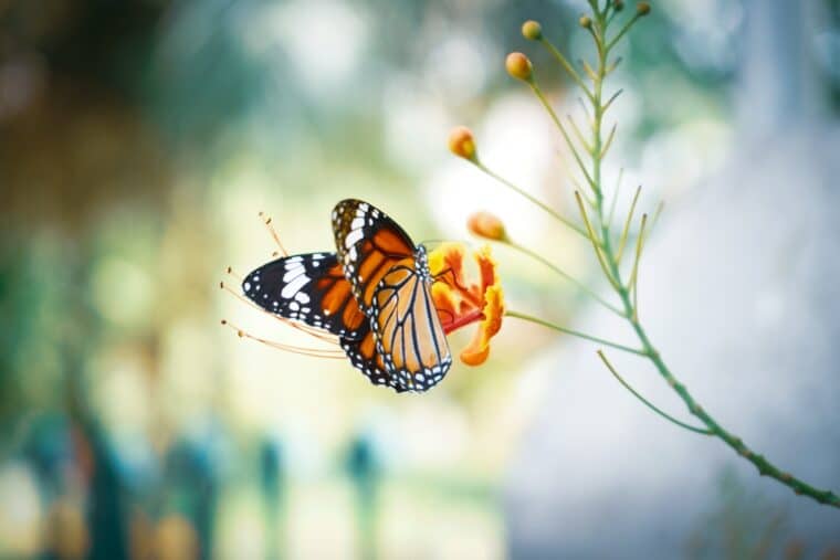 bijen vlinders en andere insecten naar je tuin