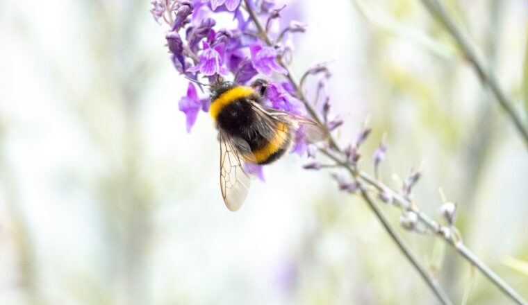 bijen, vlinders en andere insecten naar je tuin