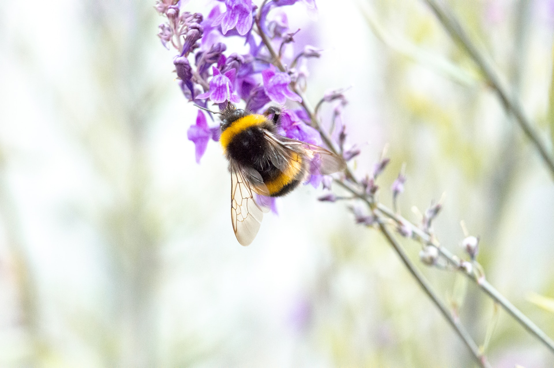 bijen, vlinders en andere insecten naar je tuin