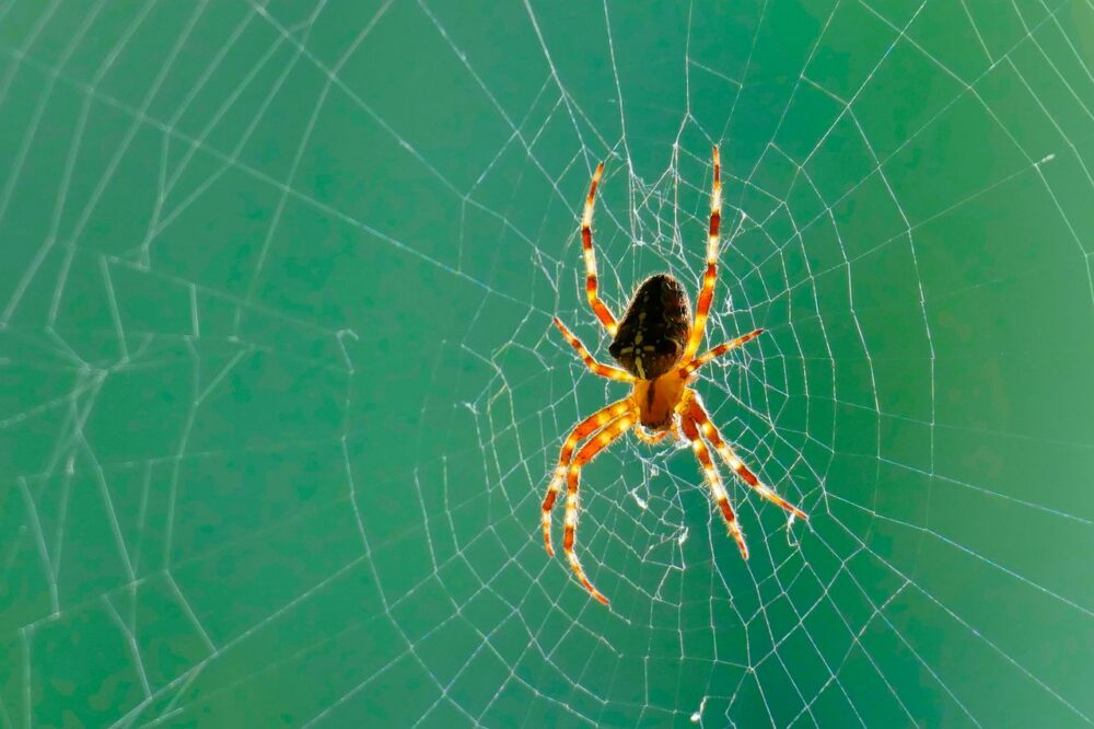 Spinnenwebben: wel of niet weghalen