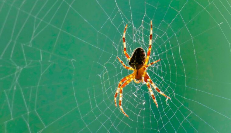 Spinnenwebben: wel of niet weghalen