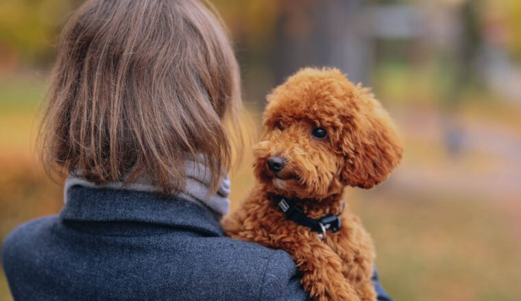 vorige vriend wil hond steeds uitlaten